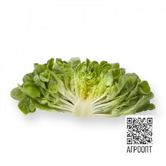 Кук семена салата дуболистного (Rijk Zwaan / Райк Цваан) продукт – фото 2