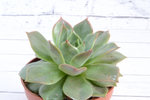 Echeveria Maxxus (Эхеверия) (SCT28975)