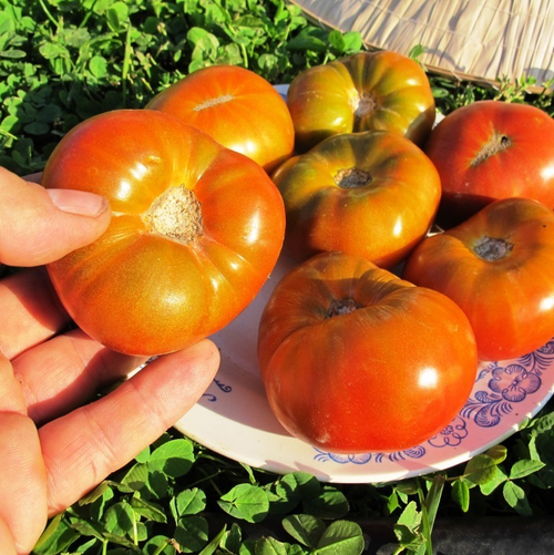 Помидоры Гном Медная Голова - Dwarf Copperhead Tomato