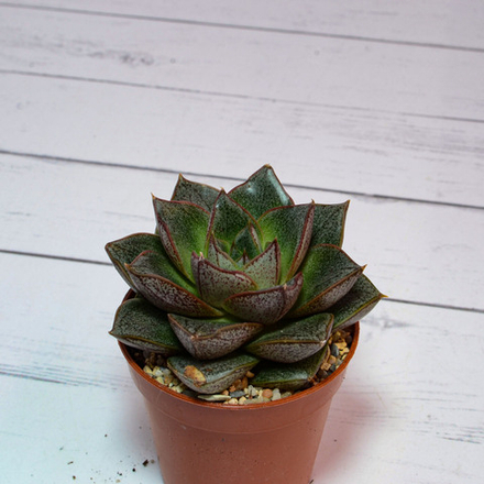 Echeveria Purpusorum (Эхеверия)
