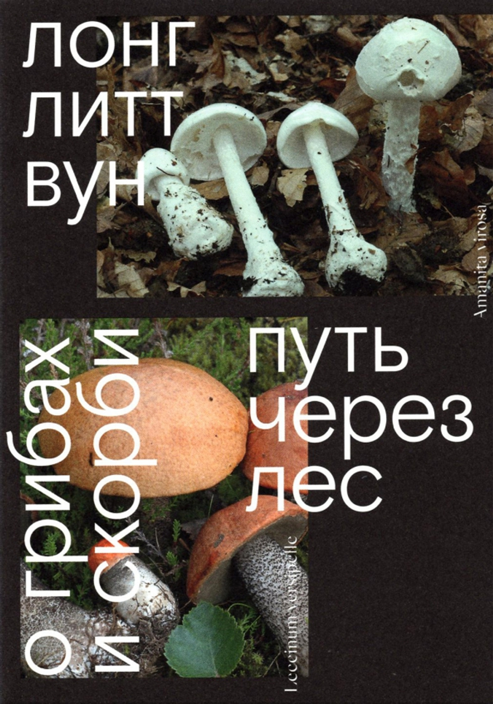 Путь через лес. О грибах и скорби