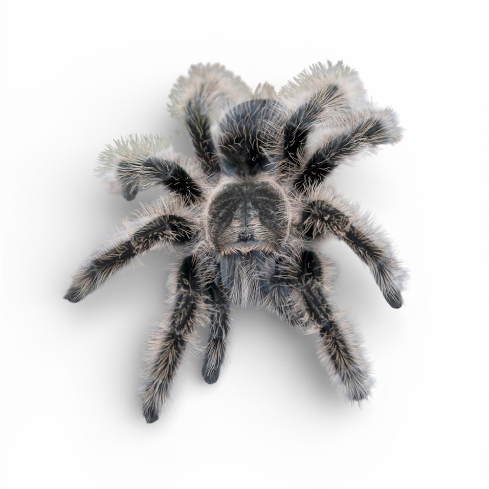 Паук-птицеед Tliltocatl (Brachypelma) albopilosum (Курчавоволосый паук-птицеед)