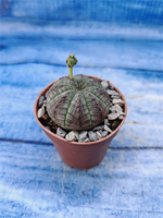 Euphorbia Obesa (Эуфорбия)