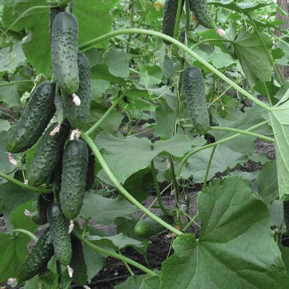 Барвина F1 семена огурца партенокарпического (Nunhems / Нюнемс) культура – фото 4