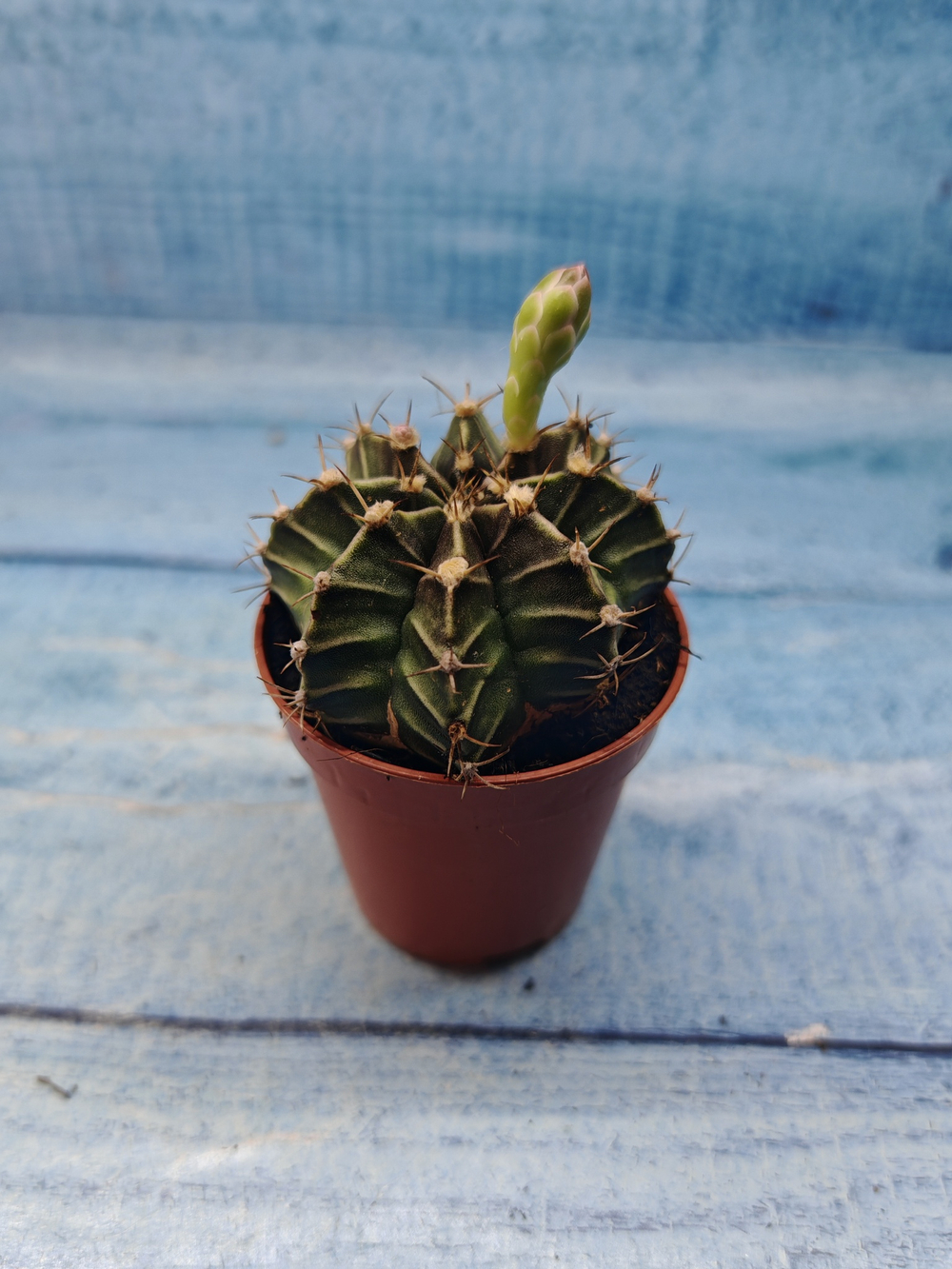 Gymnocalycium Friedrichii (Гимнокалициум)