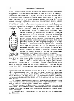 Курс энтомологии теоретической и прикладной. Том 3 | Н.А. Холодковский