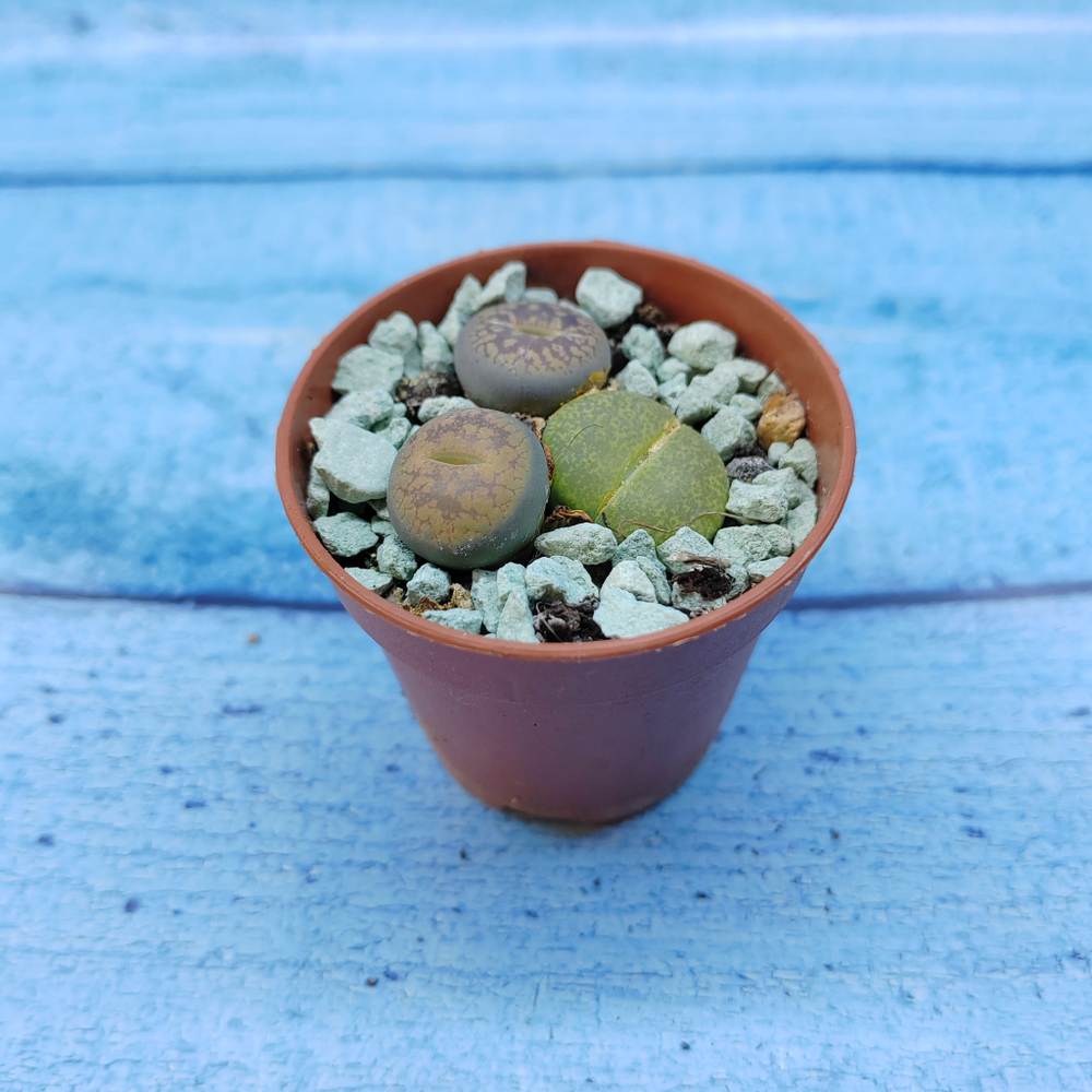 Lithops sp. (Литопсы)