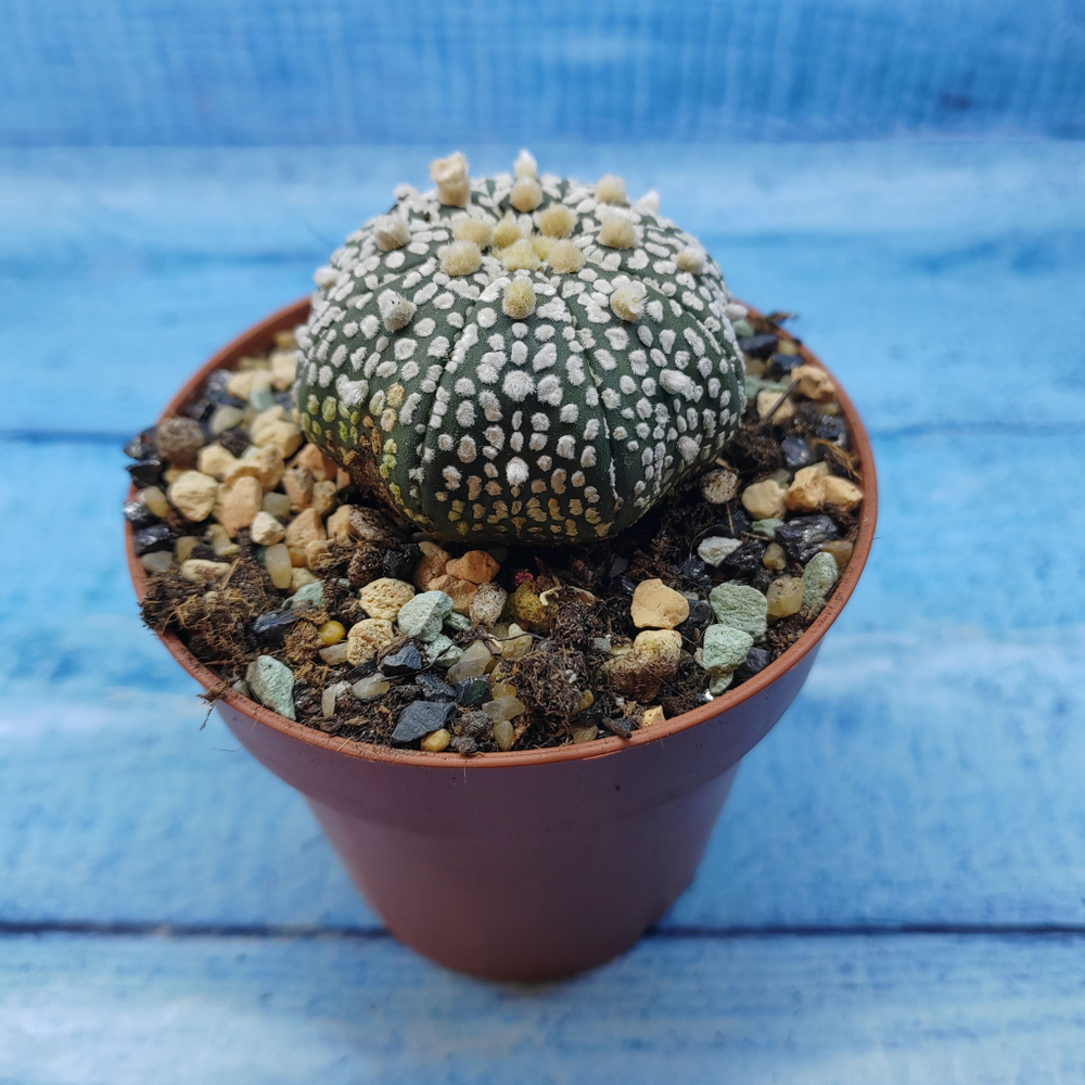 Astrophytum Asterias "Super Kabuto" (Астрофитум)