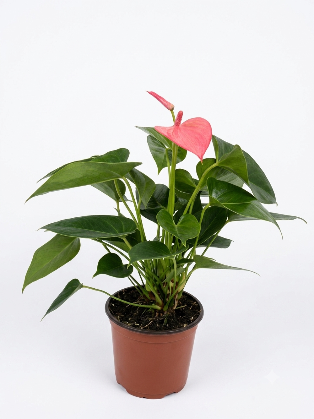 Антуриум Pink Crown д.12 вк36 шк26 г500