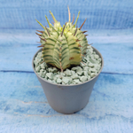 Euphorbia meloformis f. Variegated (Эуфорбия вариегатная)