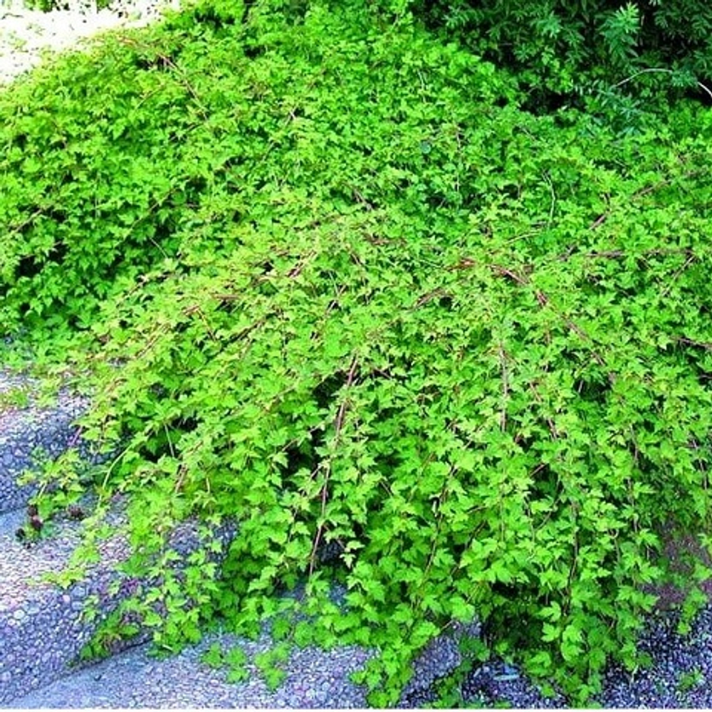 Стефанандра надрезаннолистная Криспа