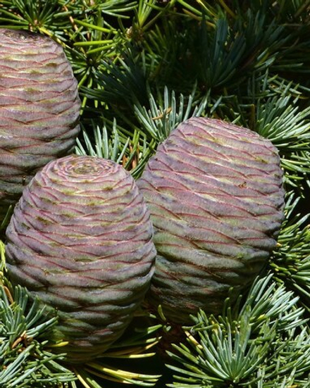 CEDARWOOD ATLAS P&N EO / КЕДР АТЛАСКИЙ Э.М. CAS 92201-55-3 , 8023-85-6