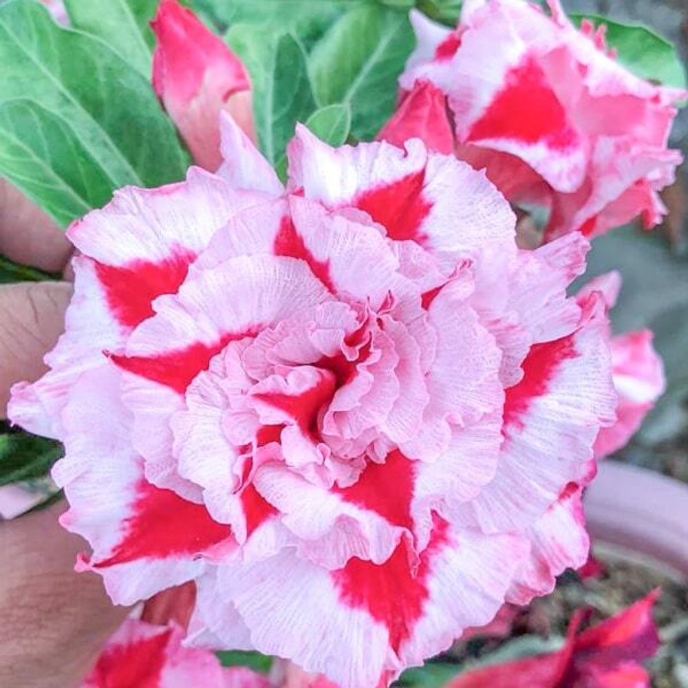 Адениум обесум 246 Đất đỏ 1