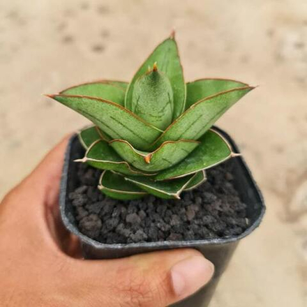 Сансевиерия MARYAM HYBRID