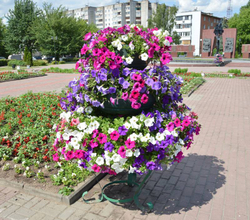 Цветочница Елочка средняя