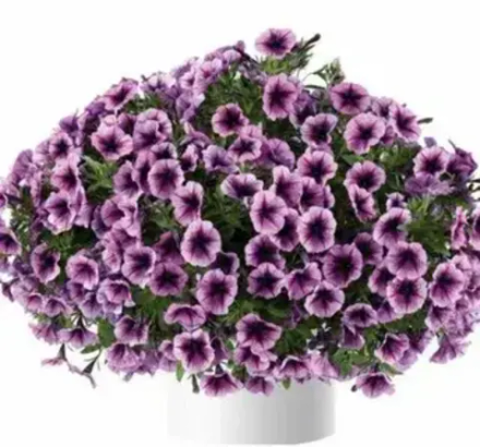 Петуния Cascadias Purple Ice