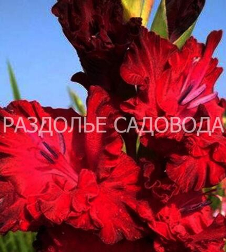 Гладиолус Блэк саббат