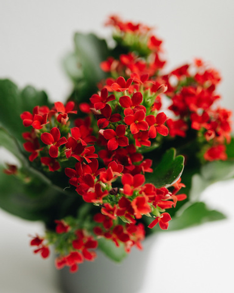 Каланхоэ Блоссфельда красное