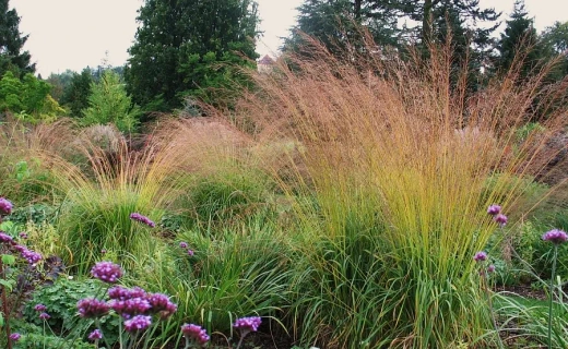 Молиния голубая 'Karl Foerster' С2 15-20 см Закупка М43 май- июнь 2026