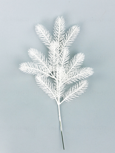 Ветка ели Сибирь