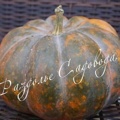 Тыква мускатная Мускаде Агро