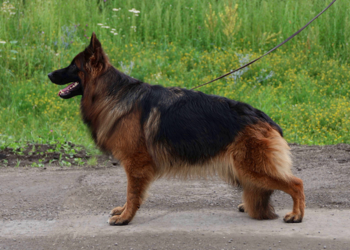 ЕВЛАМПИЯ Из Поместья Боговик