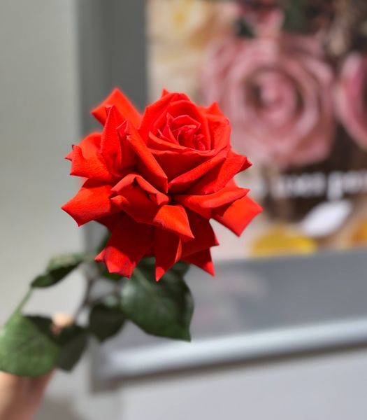 Почему розы быстро вянут и что с этим делать?