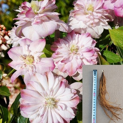 Клематис Инносент Блаш крупноцветковый махровый