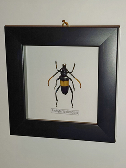 Жук Усач Pachyteria dimidiata в рамке