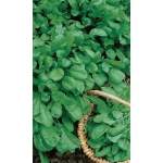 Семена Крест-салат Дукат 0,8гр (УД)