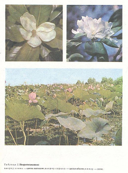 Жизнь растений. Энциклопедия в 6-ти томах (комплект из 7-ми книг)