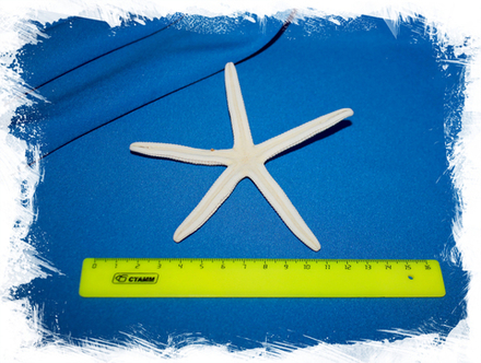 Морская звезда Фингер 10 - 13 см.