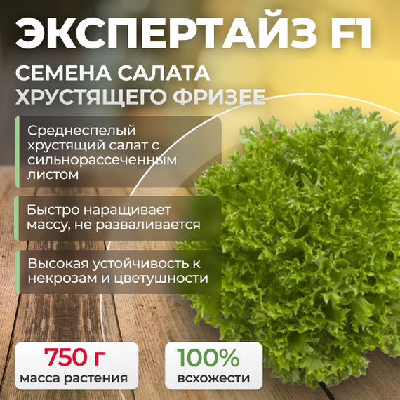 ЭКСПЕРТАЙЗ семена салата хрустящего с сильно рассеченным листом (Rijk Zwaan) – фото 1