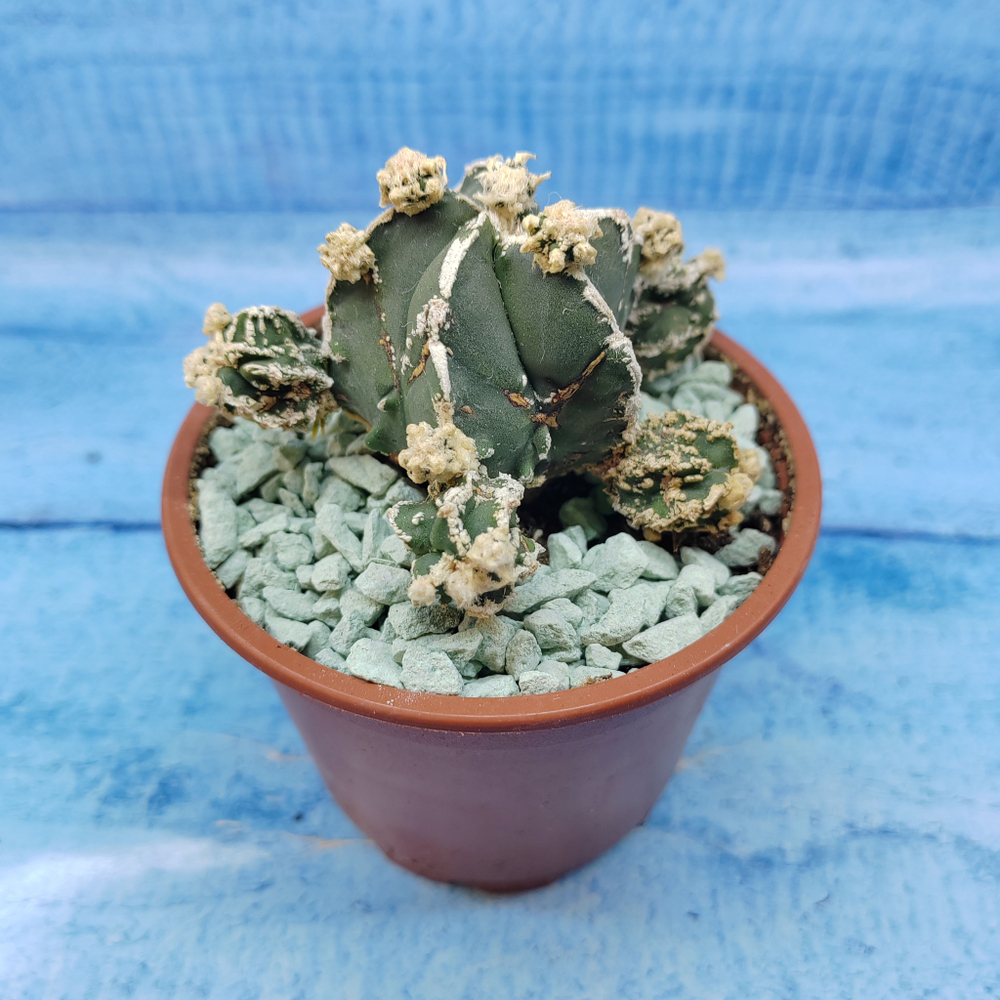 Astrophytum Myriostigma "Hakujo Fukuryu"  (Астрофитум)