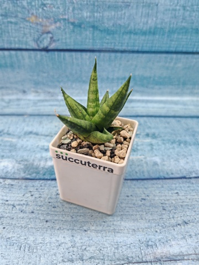 Sansevieria Cylindrica (Сансевиерия)