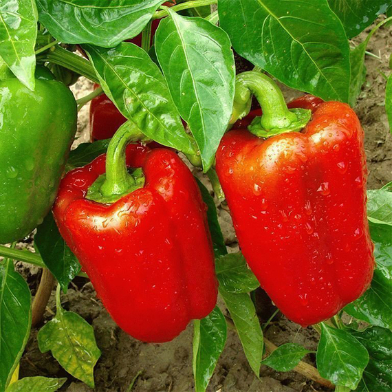 КЛАУДИО F1 семена перца сладкого (Nunhems | Alexagro) – фото 13