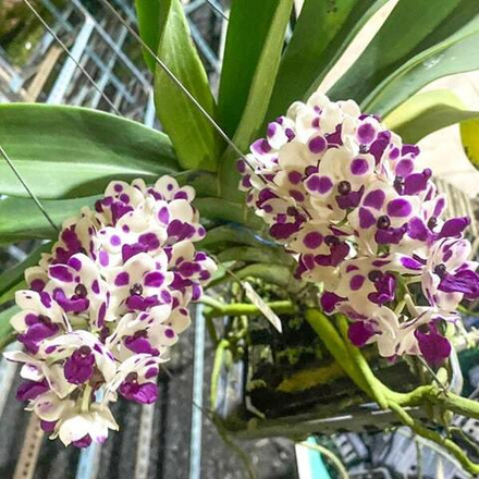 Ринхостилис RHY 13-MANEE SAWAN