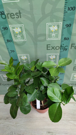 C. limon “Cuoriforme”