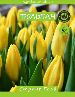 Тюльпан Луковица, Стронг Голд 6шт