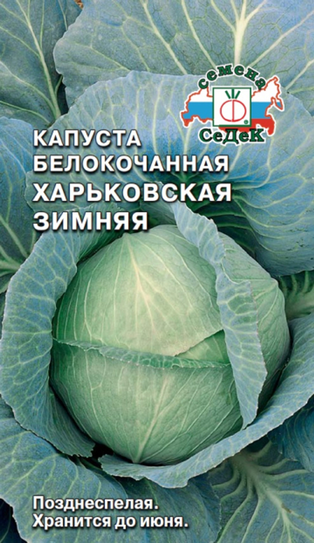 капуста Харьковская зимняя