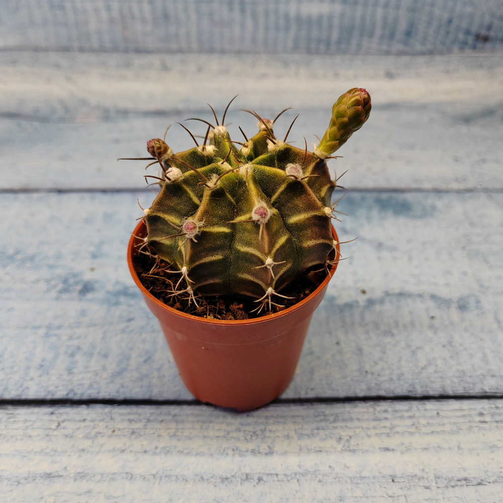 Gymnocalycium Friedrichii (Гимнокалициум)
