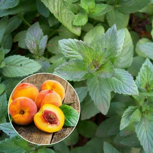 Мята персик