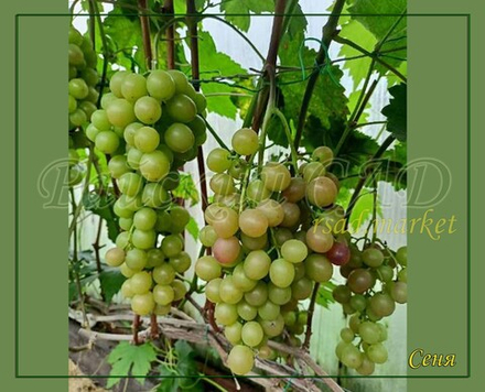 Виноград Сеня