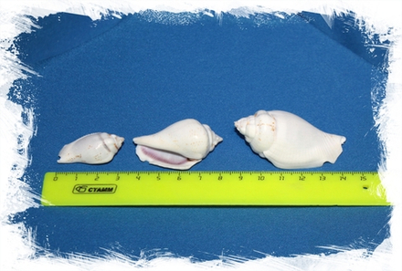 Стромбус Гибберулус (Лучанус Индийский), 3,5-5,5см, 200гр, 40шт, 250мл