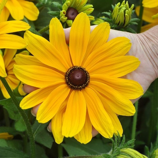 Рудбекия волосистая Шайен голд С2 Закупка М39 июнь 2026