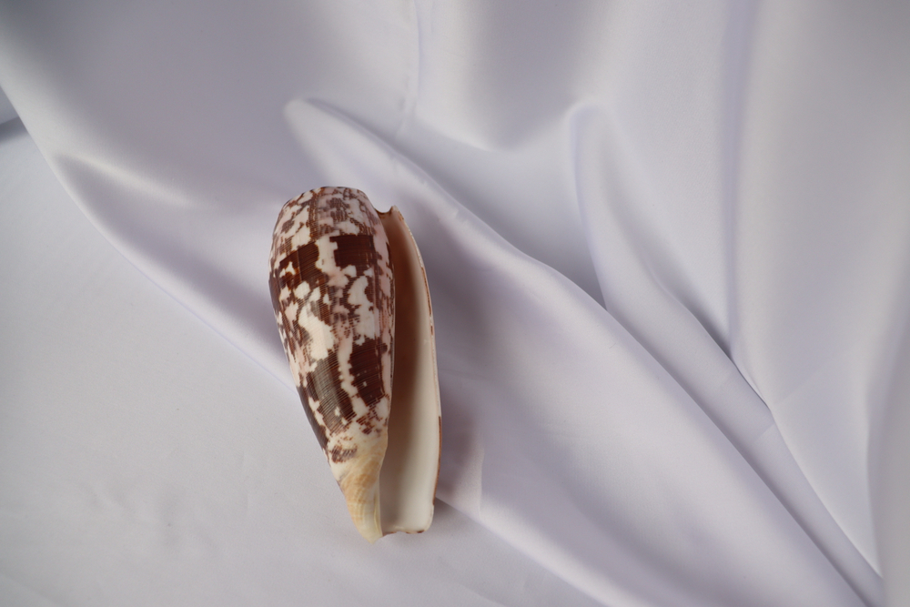 Конус Стриатус (Conus striatus), 12,5см, 1шт