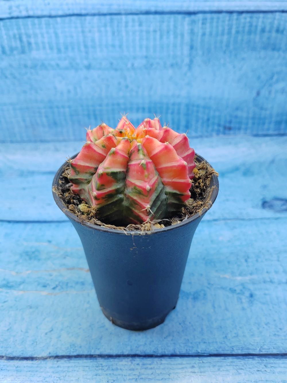 Gymnocalycium Variegata (Гимнокалициум Вариегатный)