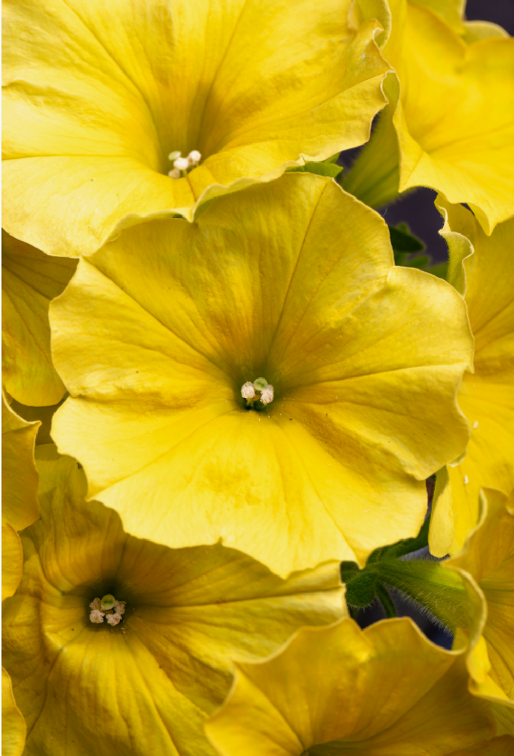 ЕВРО Петуния Crazytunia Yellow укорененный черенок ОКС февраль 26 Kohen