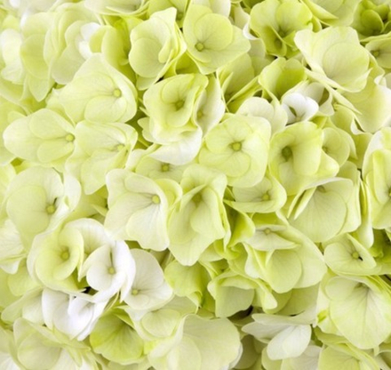 Hi Hailstone (Хай Хэйлстоун) Р12 Европа 2026