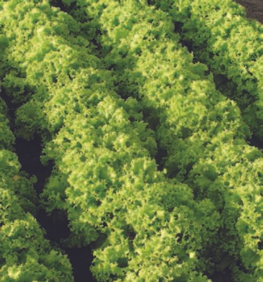 Гранд Рапидc семена салата листового (Nunhems / ALEXAGRO) цена